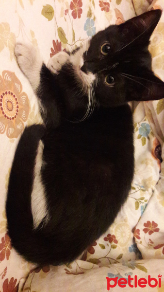 Tuxedo (Smokin) Kedi, Kedi  Felix fotoğrafı