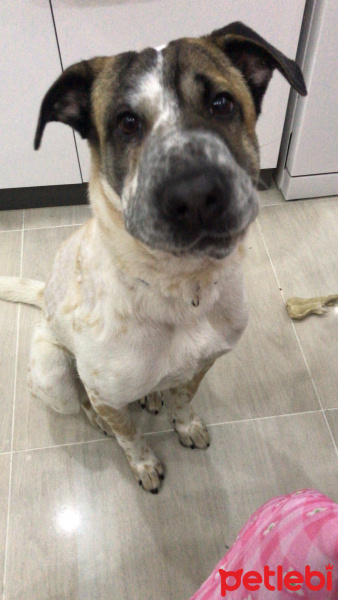 Sokö (Sokak Köpeği), Köpek  Limon fotoğrafı