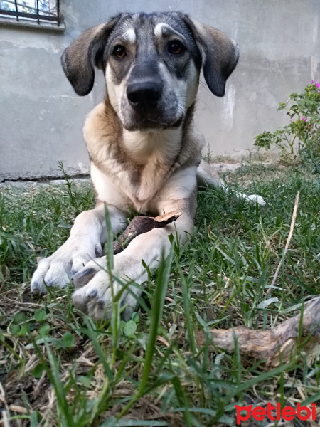 Sokö (Sokak Köpeği), Köpek  arya fotoğrafı