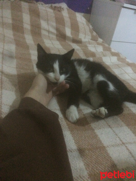 Tekir Kedi, Kedi  Mırmır fotoğrafı