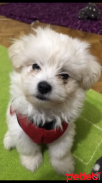 Maltese, Köpek  Şakir fotoğrafı