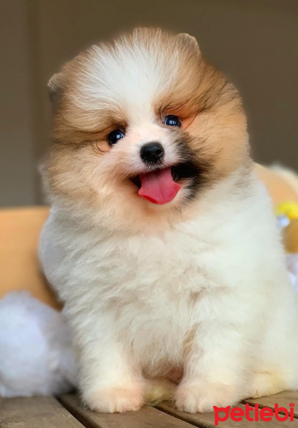 Pomeranyalı, Köpek  EFE fotoğrafı