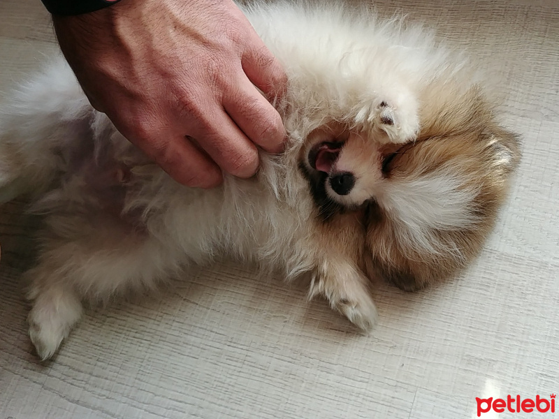 Pomeranyalı, Köpek  EFE fotoğrafı