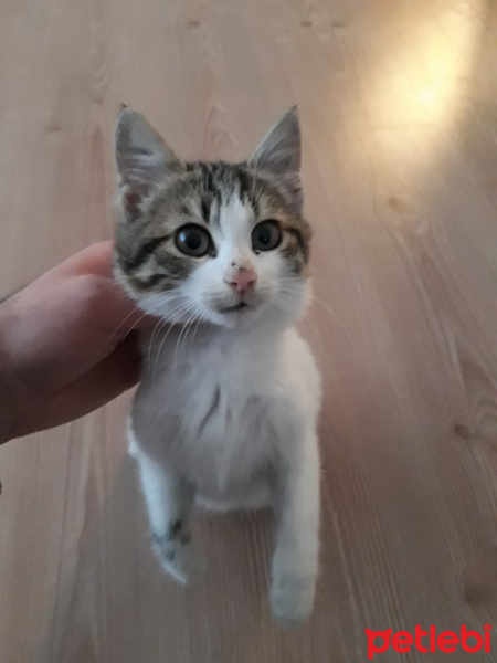 Tekir Kedi, Kedi  Su fotoğrafı