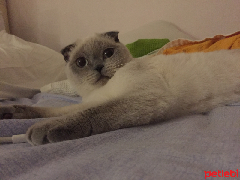 Scottish Fold, Kedi  bulut fotoğrafı