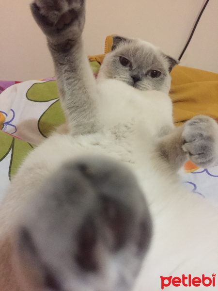 Scottish Fold, Kedi  bulut fotoğrafı