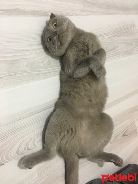 Scottish Fold, Kedi  Lily fotoğrafı