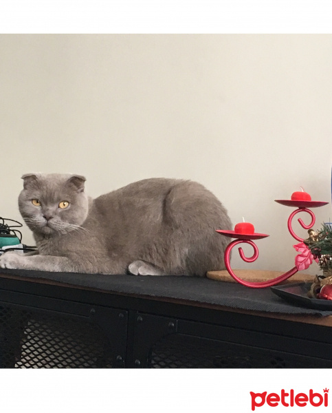 Scottish Fold, Kedi  Lily fotoğrafı