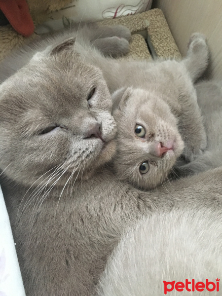 Scottish Fold, Kedi  Lily fotoğrafı