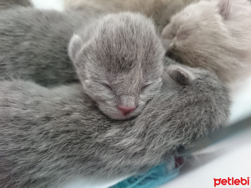 Scottish Fold, Kedi  Lily fotoğrafı