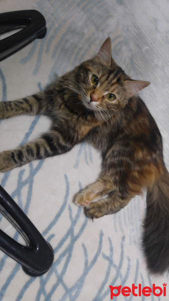 Tekir Kedi, Kedi  Badem fotoğrafı
