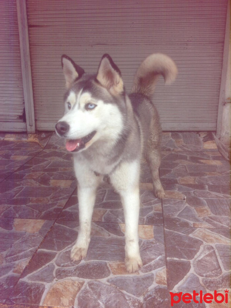 Sibirya Kurdu (Husky), Köpek  Mavi fotoğrafı