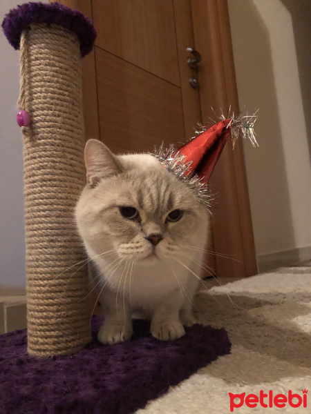 British Shorthair, Kedi  Miskin fotoğrafı