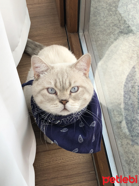 British Shorthair, Kedi  Miskin fotoğrafı