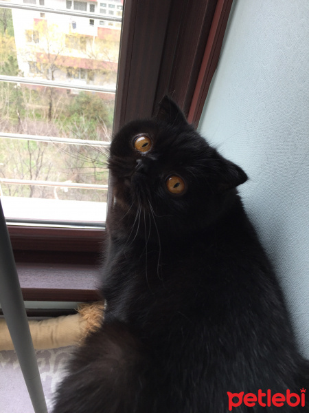Exotic Shorthair, Kedi  Rozzy fotoğrafı