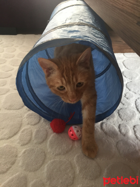 Sarman, Kedi  Dodo fotoğrafı