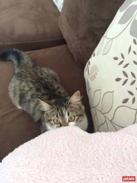 Chinchilla, Kedi  Marusya fotoğrafı