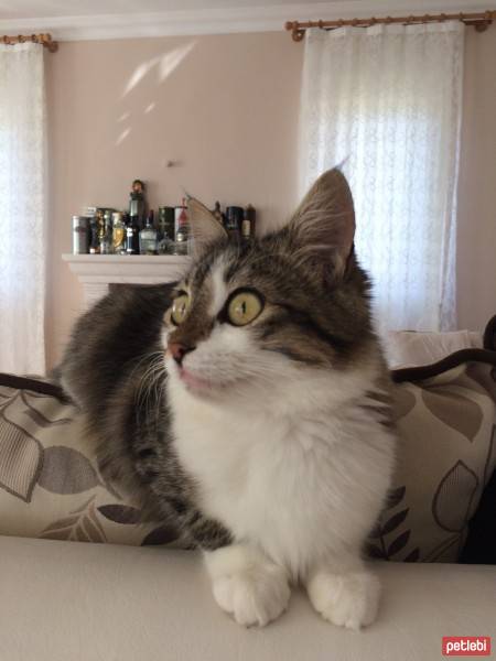 Chinchilla, Kedi  Marusya fotoğrafı