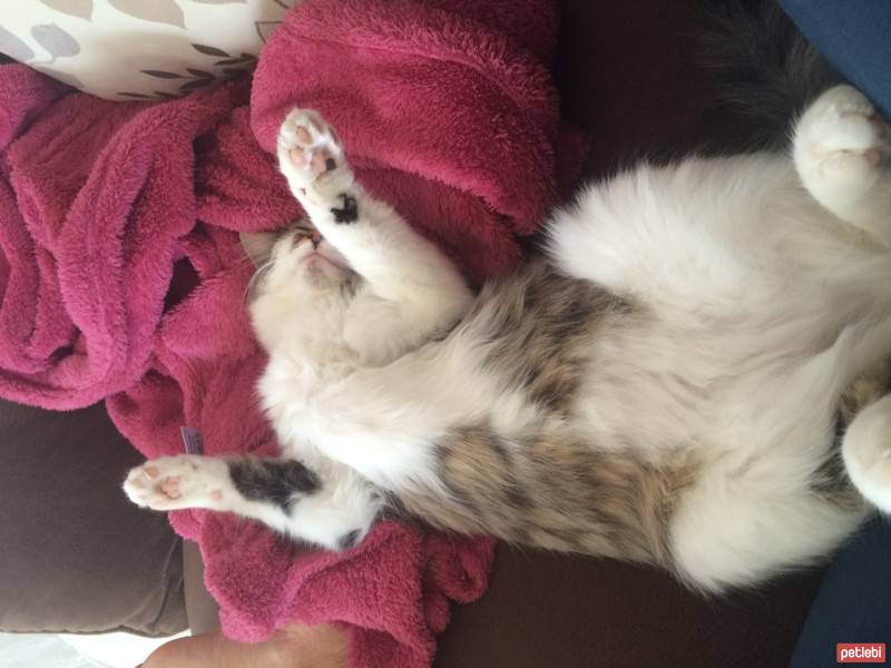 Chinchilla, Kedi  Marusya fotoğrafı