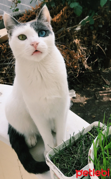 Van Kedisi, Kedi  Bihter fotoğrafı
