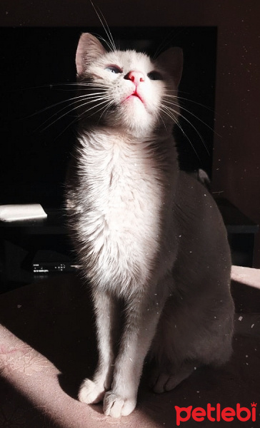 Van Kedisi, Kedi  Köpük fotoğrafı