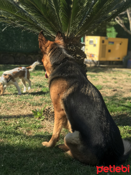 Alman Çoban Köpeği, Köpek  Lily fotoğrafı