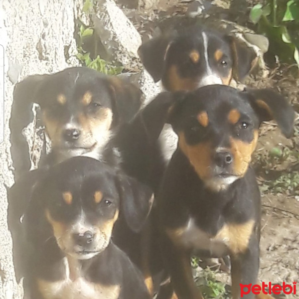 Beagle, Köpek  Cocuklar fotoğrafı