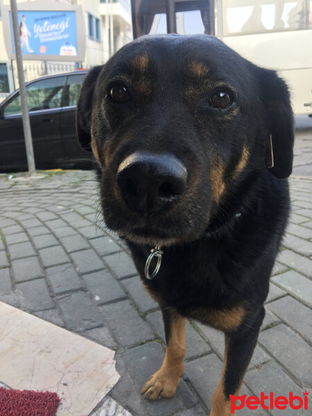 Sokö (Sokak Köpeği), Köpek  Lusifer fotoğrafı