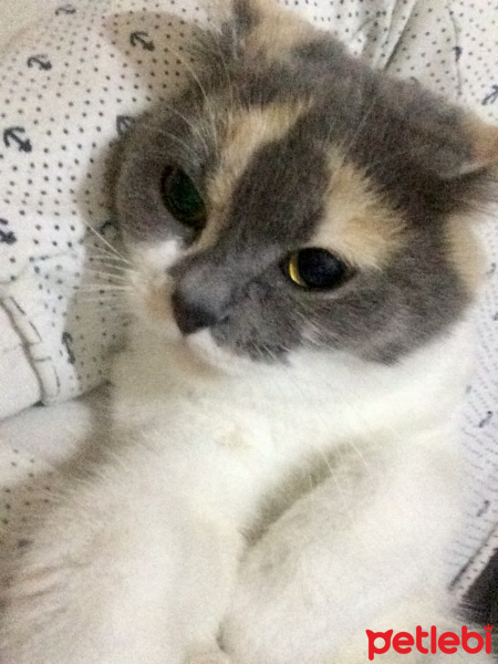 İran Kedisi (Persian), Kedi  Mia fotoğrafı