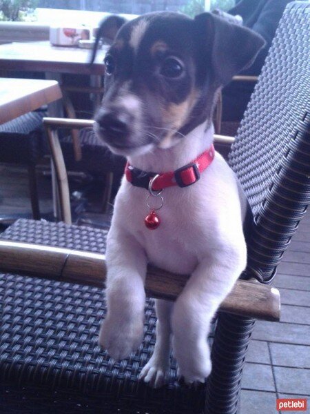 Jack Russell Terrier, Köpek  cımbız fotoğrafı