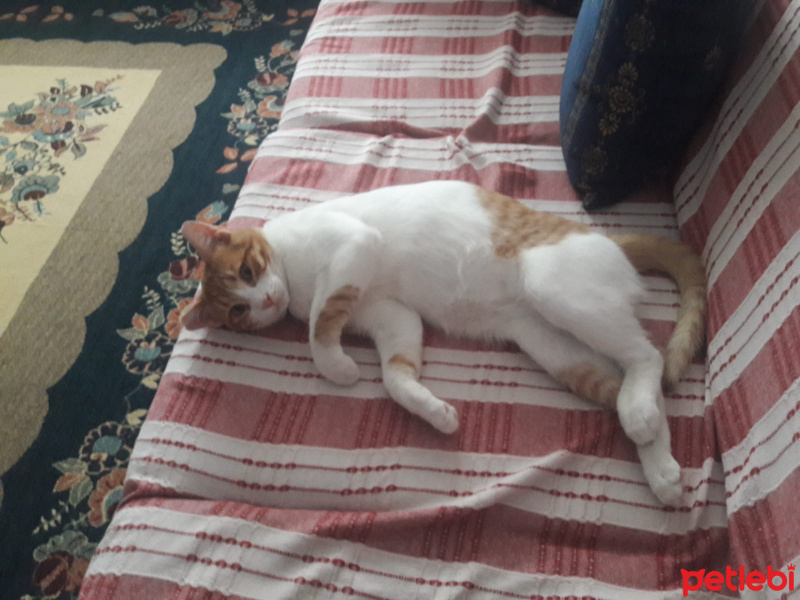 Sarman, Kedi  aslan fotoğrafı