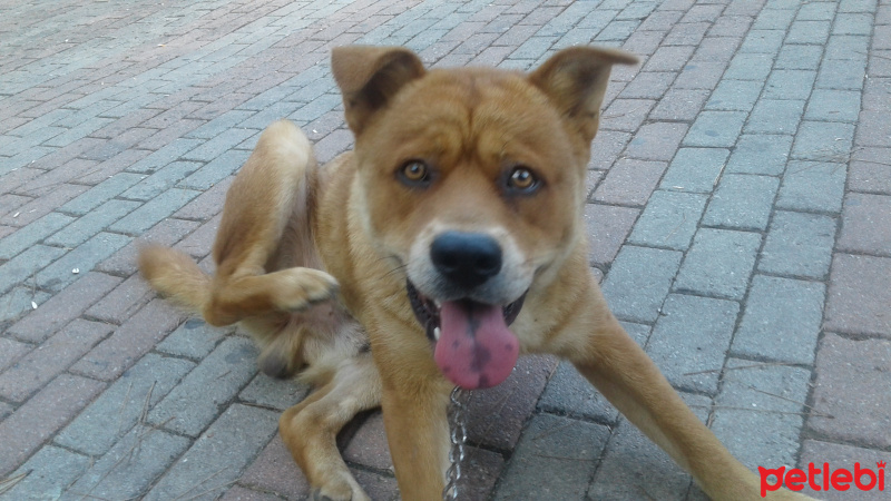 Chow Chow (çin Aslanı), Köpek  kral fotoğrafı
