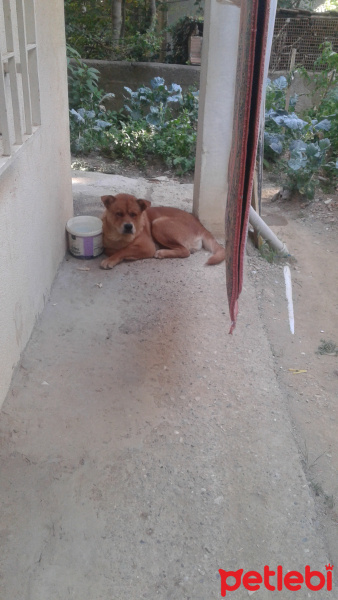 Chow Chow (çin Aslanı), Köpek  kral fotoğrafı