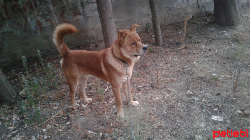 Chow Chow (çin Aslanı), Köpek  kral fotoğrafı