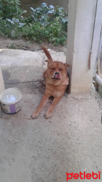 Chow Chow (çin Aslanı), Köpek  kral fotoğrafı