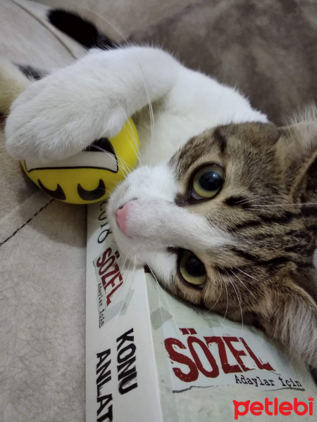 Tekir Kedi, Kedi  Kadife fotoğrafı
