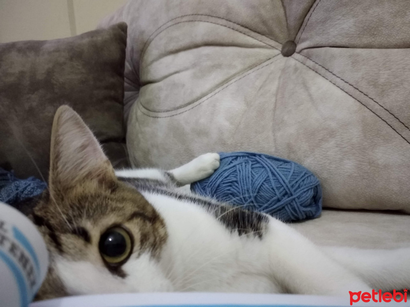 Tekir Kedi, Kedi  Kadife fotoğrafı