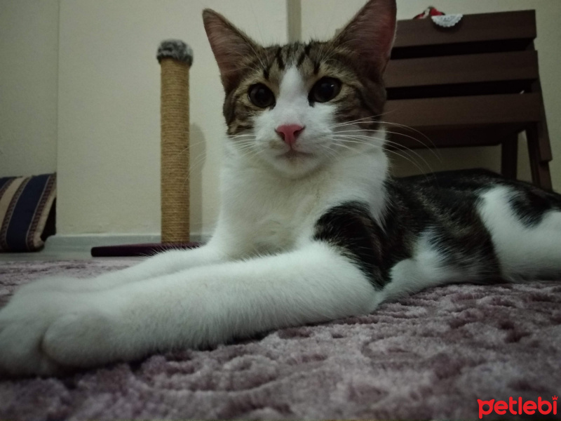 Tekir Kedi, Kedi  Kadife fotoğrafı