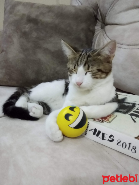 Tekir Kedi, Kedi  Kadife fotoğrafı