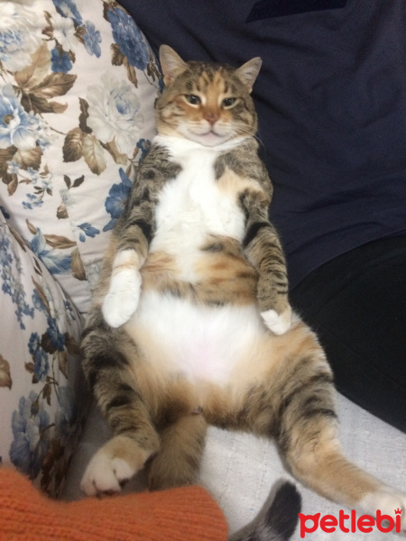 Tekir Kedi, Kedi  Leyla fotoğrafı