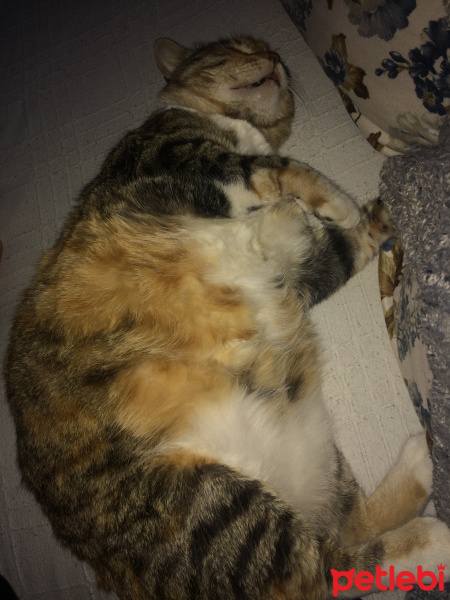 Tekir Kedi, Kedi  Leyla fotoğrafı
