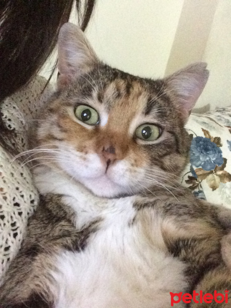 Tekir Kedi, Kedi  Leyla fotoğrafı