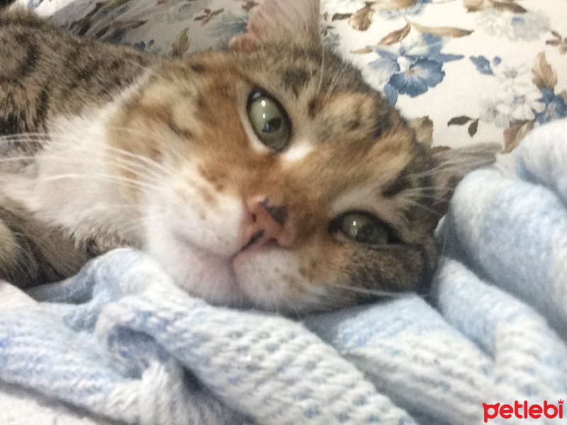Tekir Kedi, Kedi  Leyla fotoğrafı