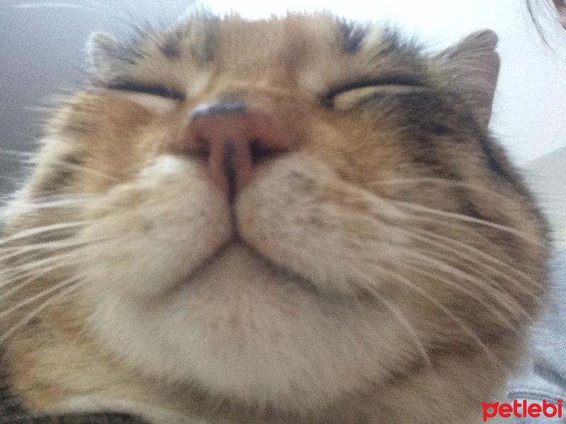 Tekir Kedi, Kedi  Leyla fotoğrafı
