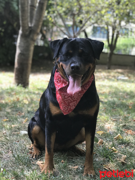 Rottweiler, Köpek  Ice fotoğrafı