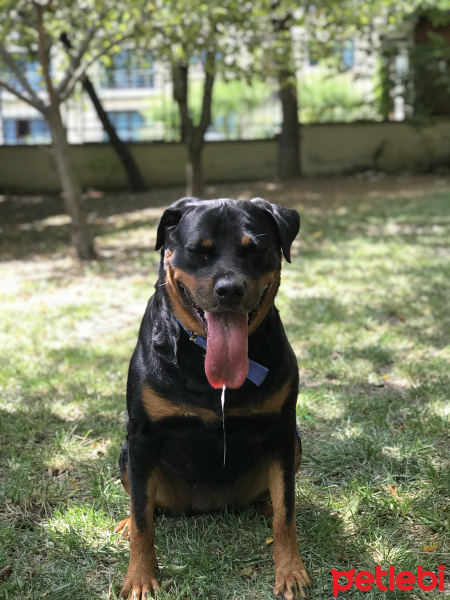 Rottweiler, Köpek  Ice fotoğrafı