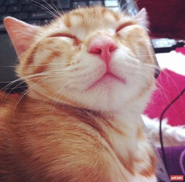 European Shorthair, Kedi  Zeus fotoğrafı