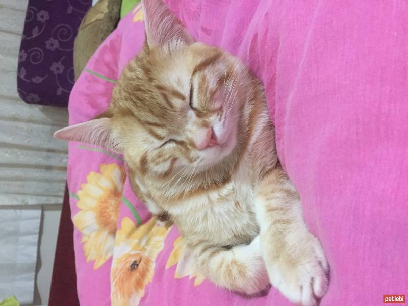 European Shorthair, Kedi  Zeus fotoğrafı