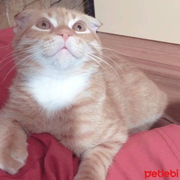 Scottish Fold, Kedi  Alex fotoğrafı