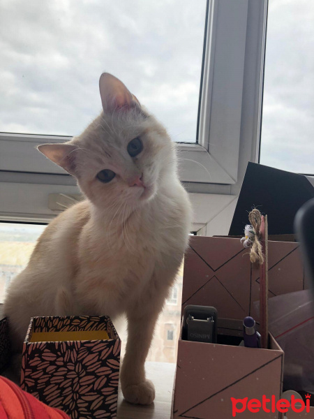 Tekir Kedi, Kedi  ismi yok fotoğrafı